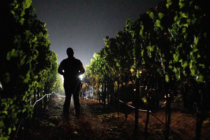 Pre-dawn harvest in Healdsburg's Alexander Valley