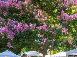 Healdsburg in bloom with art this weekend Healdsburg Arts Festival in the Plaza