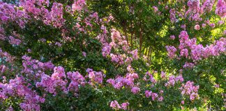 Healdsburg Arts Festival in the Plaza