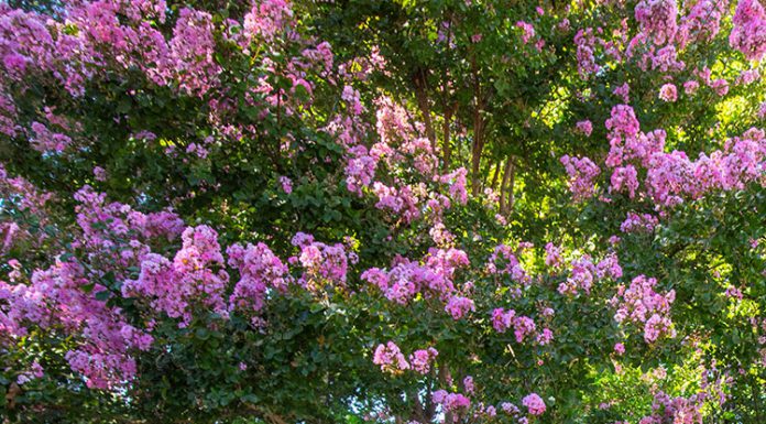 Healdsburg in bloom with art this weekend Healdsburg Arts Festival in the Plaza