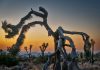 Healdsburg Happenings, Oct. 30-Sept. 7 Joshua Tree at dawn, Andy Katz photo