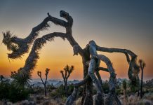 Healdsburg Happenings, Oct. 30-Sept. 7 Joshua Tree at dawn, Andy Katz photo