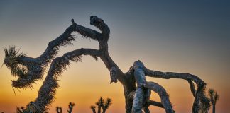 Healdsburg Happenings, Oct. 30-Nov. 7 Joshua Tree at dawn, Andy Katz photo