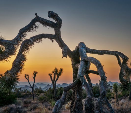 Healdsburg Happenings, Oct. 30-Sept. 7 Joshua Tree at dawn, Andy Katz photo