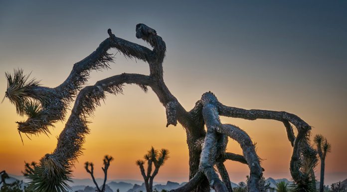 Healdsburg Happenings, Oct. 30-Nov. 7 Joshua Tree at dawn, Andy Katz photo