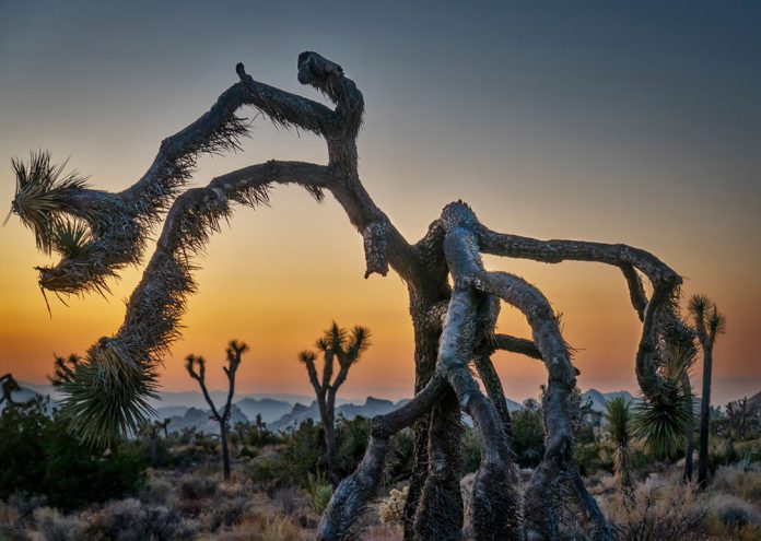 Joshua Tree at dawn, Andy Katz photo