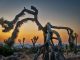 Joshua Tree at dawn, Andy Katz photo