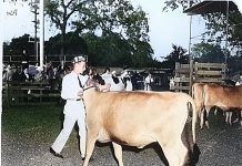 Flashbacks, Oct. 9 Colorized photo of steer at Healdsburg FFA