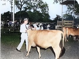 Colorized photo of steer at Healdsburg FFA