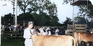 Flashbacks, Oct. 9 Colorized photo of steer at Healdsburg FFA