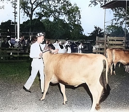 Colorized photo of steer at Healdsburg FFA
