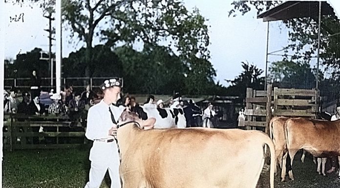 Colorized photo of steer at Healdsburg FFA