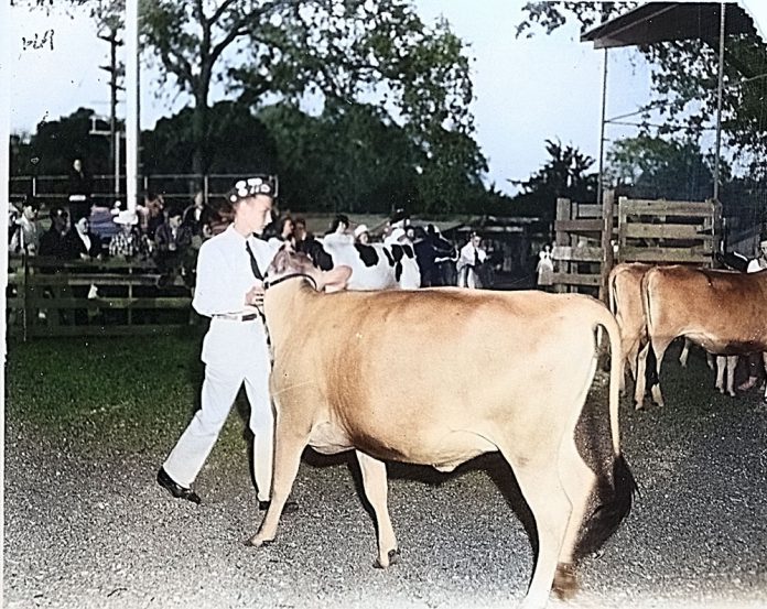 webFLASHBACK-1-HBT-2541 Colorized photo of steer at Healdsburg FFA