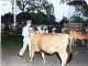 Colorized photo of steer at Healdsburg FFA