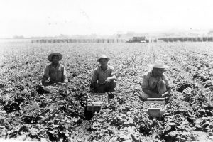 Strawberry pickers on Forman Lane, Healdsburg