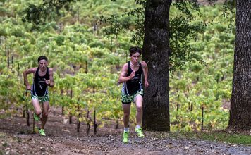 Greyhounds runners at Hoot Owl Vineyards