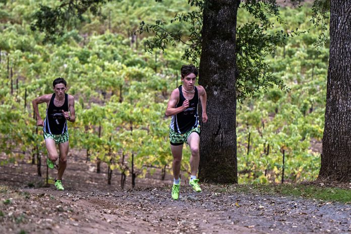Greyhounds runners at Hoot Owl Vineyards