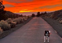 Thanksgiving, open roads and a dog’s life Dog on a sunset road