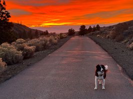Dog on a sunset road