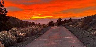 Dog on a sunset road