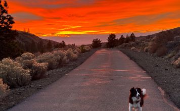Dog on a sunset road