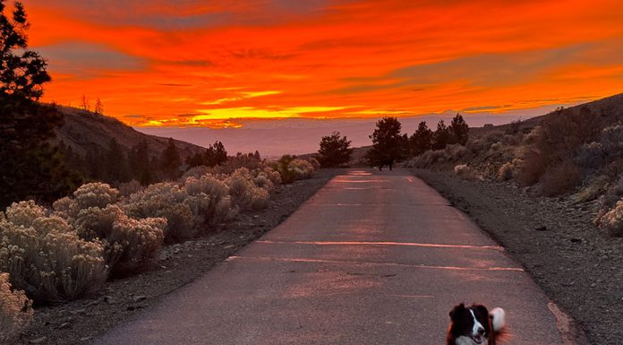 Thanksgiving, open roads and a dog’s life Dog on a sunset road
