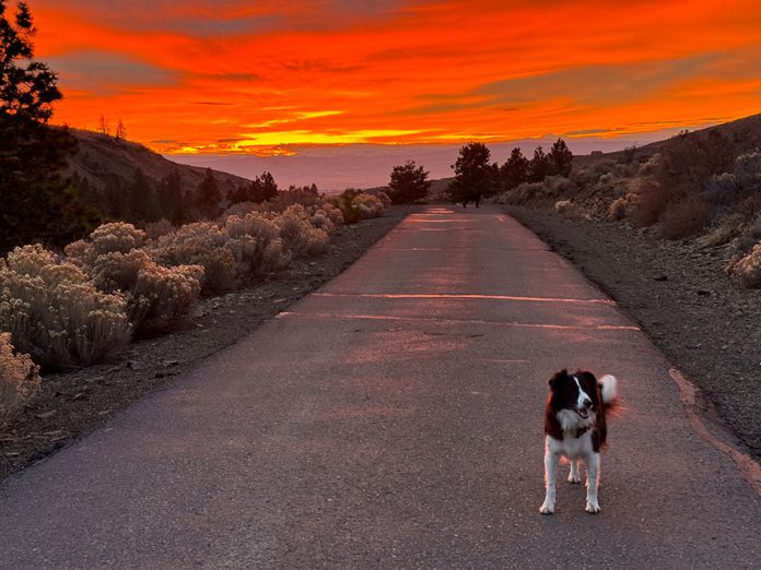 Dog on a sunset road