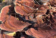 Snapshot: Talkin’ turkey—mushrooms Turkey tail fungus