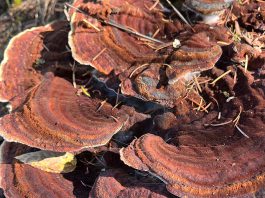 Turkey tail fungus