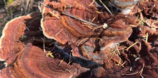 Turkey tail fungus