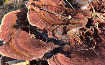 Turkey tail fungus