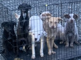 Police Log, Dec. 22-28, 2025 Abandoned dogs
