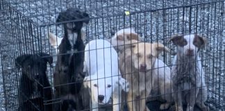 Police Log, Dec. 22-28, 2025 Abandoned dogs