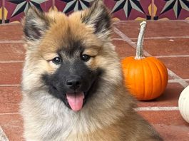 north bay pet photo contest