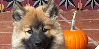 north bay pet photo contest