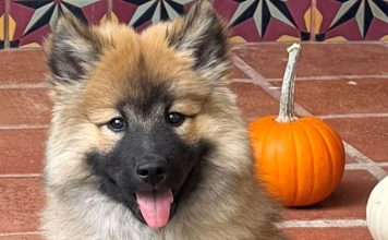 north bay pet photo contest