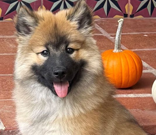 north bay pet photo contest