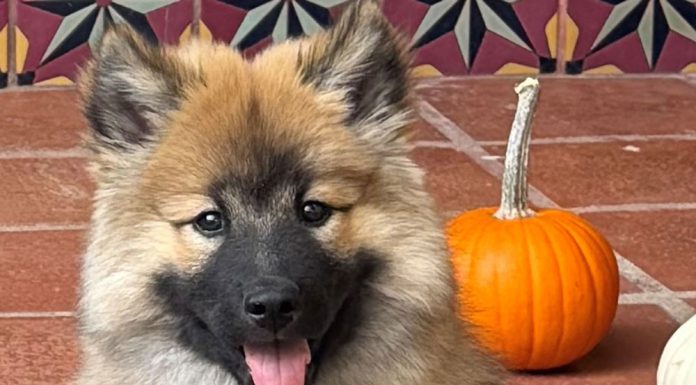 north bay pet photo contest