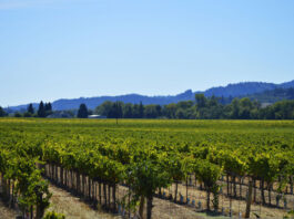 The growing push for transparency in Healdsburg business licensing
