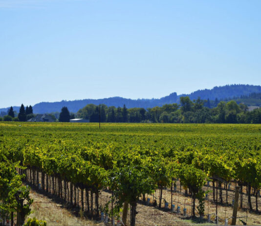The growing push for transparency in Healdsburg business licensing