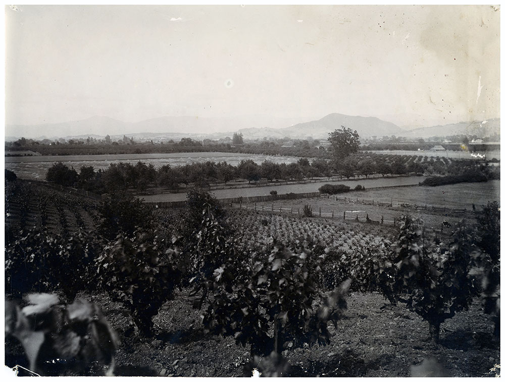 Dry Creek Valley, 1905