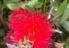 Bottlebrush