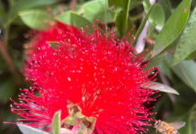 Bottlebrush