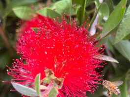 Bottlebrush