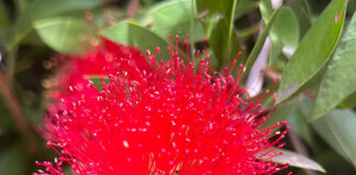 Bottlebrush