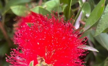 Bottlebrush