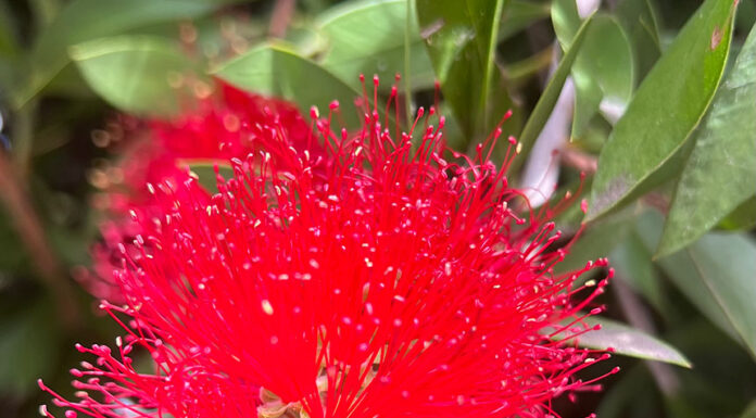 Bottlebrush