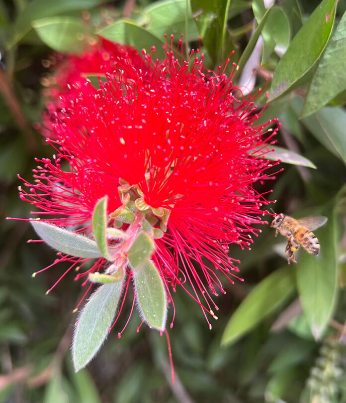Bottlebrush