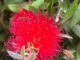 Bottlebrush
