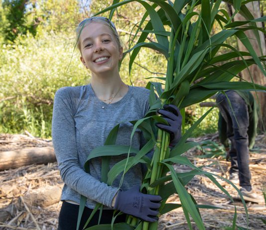 Rotarian Arundo removal project gets national attention